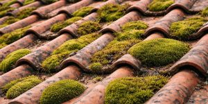 mossa på tak